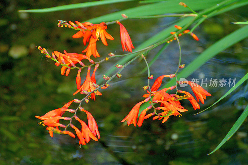 鳄鱼/蒙布雷蒂亚花